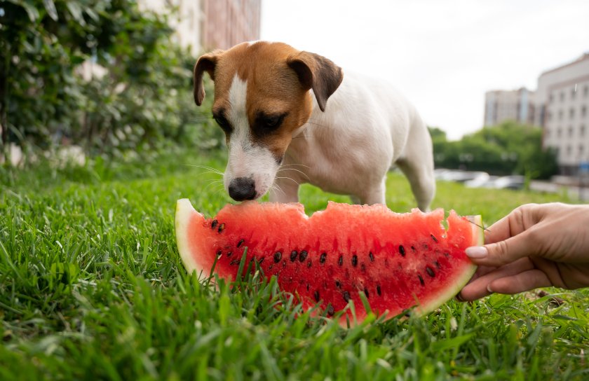Jack russell terrier dog eating watermelon on the green lawn