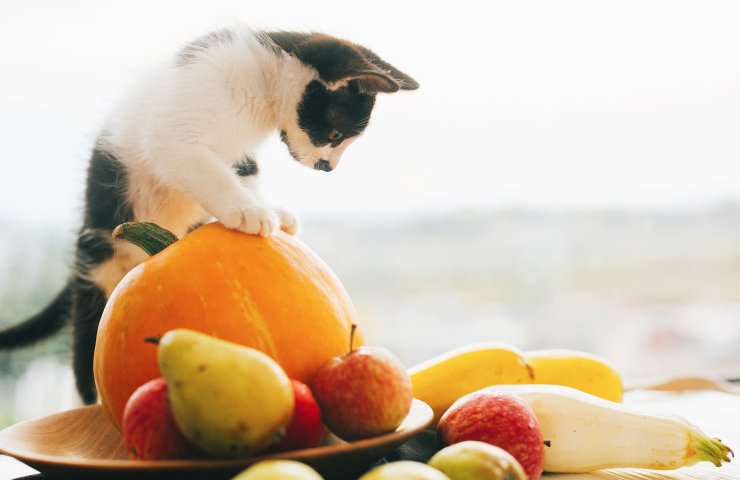 What Fruits Can My Cat Eat ?