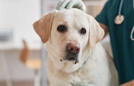 Dog at the Vet