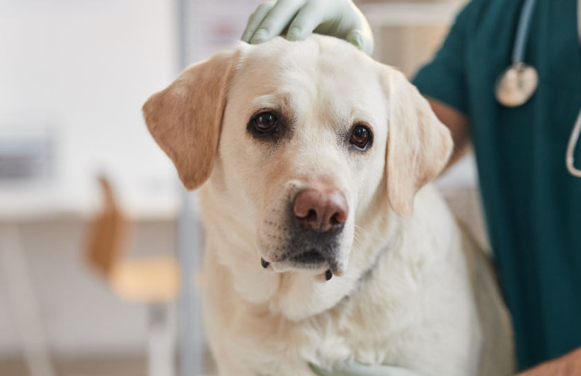 Dog at the Vet